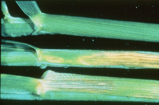 Whiteish yellow patches on wheat leaf sheathes from Zn deficiency